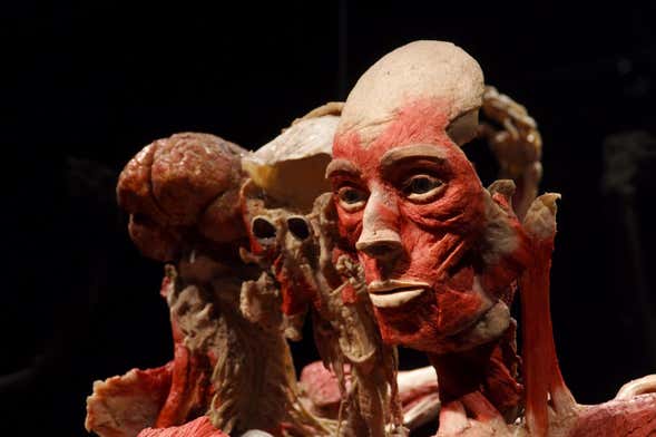 Billet pour Body Worlds