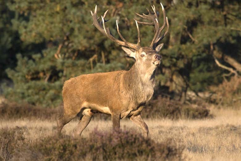 Cerf dans le Parc De Hoge Veluwe