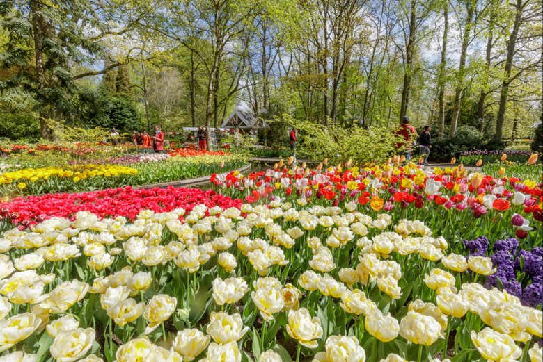 Des fleurs à perte de vue