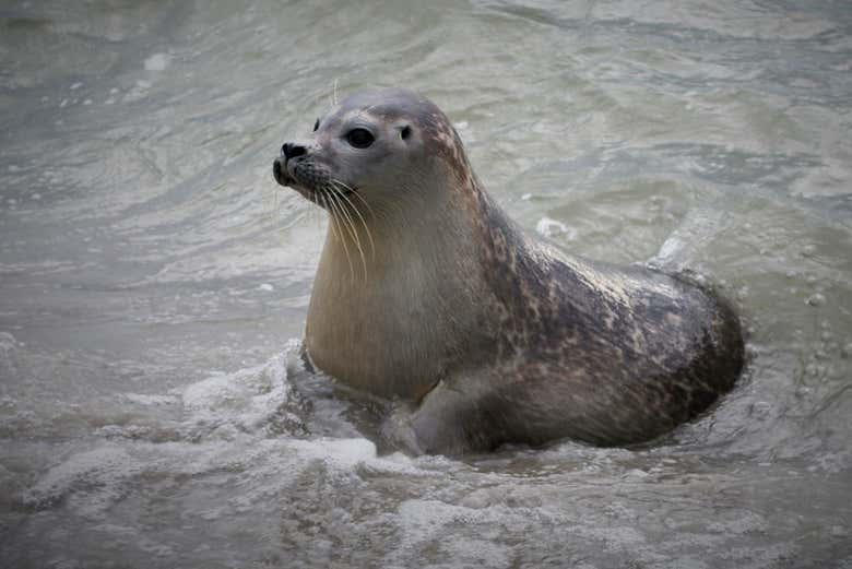 Les phoques de la mer des Wadden  