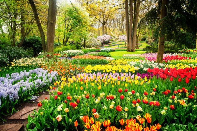 Keukenhof, le jardin de tulipes le plus célèbre des Pays-Bas